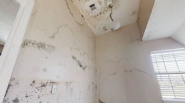 Best Forensic Mold Investigation  in Collinsville, CT