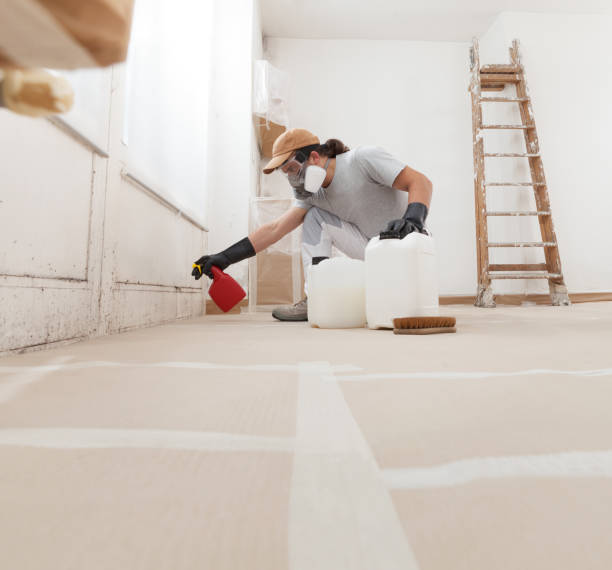 Best Black Mold Removal  in Collinsville, CT