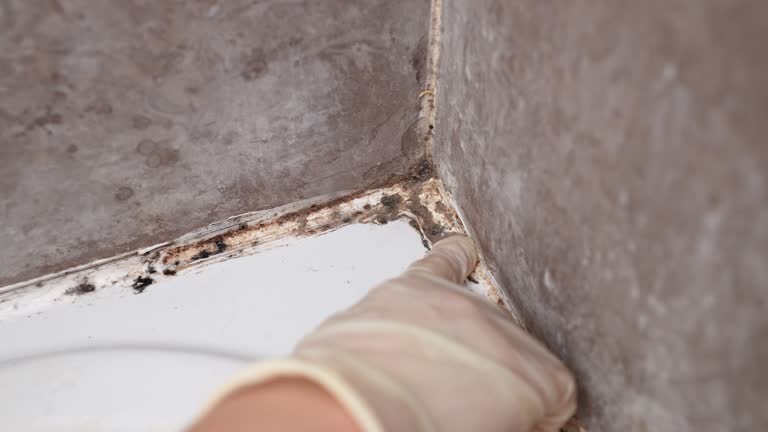 Best Mold Damage Restoration  in Collinsville, CT